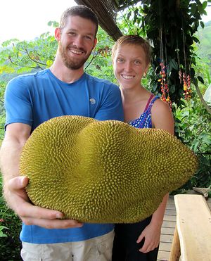 Giant jackfruit in season almost all year-round at La Joya Del Sol in Perez Zeldon