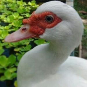 our loving pet, Muli the duck at Green Gallery in Koh Phangan