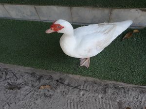Resident duck at Green Gallery in Koh Phangan