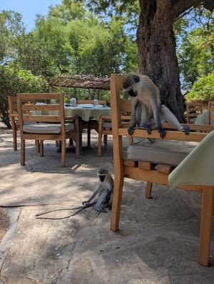 Monkeys at the restaurant at Satao Camp in Tsavo