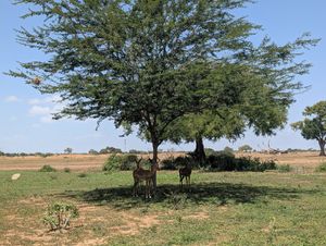 View over lunch at Satao Camp in Tsavo