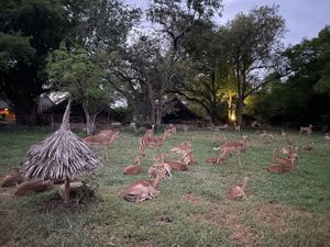 Impalas settling in for a night's rest at Satao Camp in Tsavo