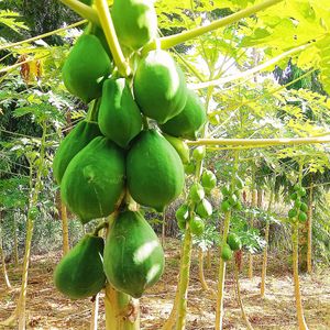 Papaya at Giriama Village Lounge in Mombasa