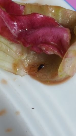 insect  at Mamalicious in Hamburg