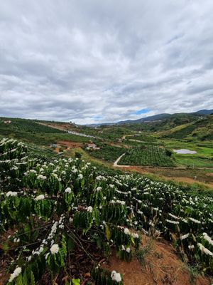 Kaffeebäume at Midori Coffee Farm in Lam Dong