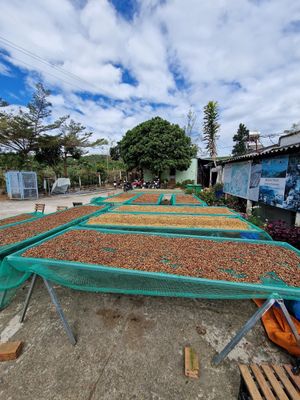 Kaffee wir getrocknet at Midori Coffee Farm in Lam Dong