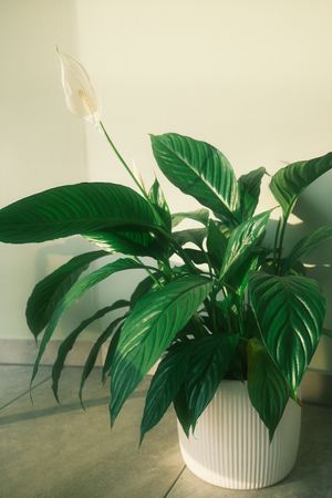  at Greenhouse Takeaway  in Plochingen