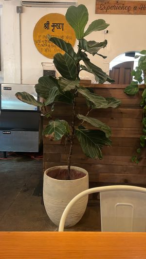 Plants everywhere love it!  at Higher Taste Plant Based in Long Beach