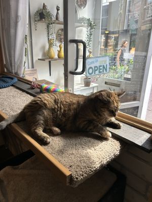 cat  at Kattencafé Stripe in Dordrecht