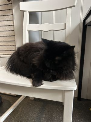 cat  at Kattencafé Stripe in Dordrecht