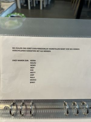 cat names  at Kattencafé Stripe in Dordrecht