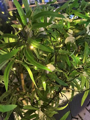 decoration  at Asian House in Tromsoe