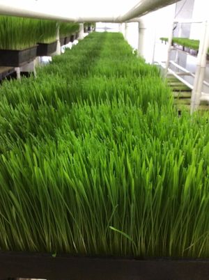 Organic wheatgrass is grown right here at Got Sprouts? in Riviera Beach at Got Sprouts in Riviera Beach