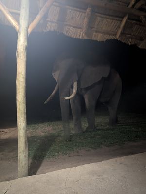 John the roaming elephant at Aardvark Safari Lodge in Katunguru
