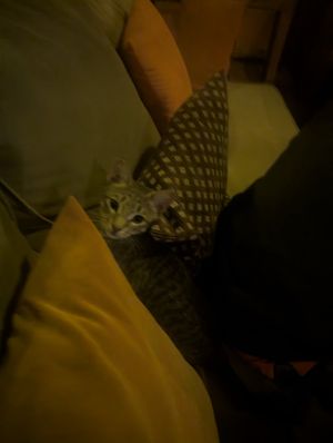 Resident kitty! at Aardvark Safari Lodge in Katunguru