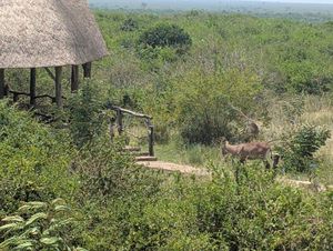 You can always spot animals! at Aardvark Safari Lodge in Katunguru