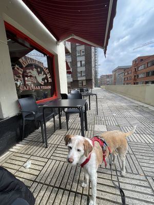 Dog friendly  at La Madriguera in Bilbao