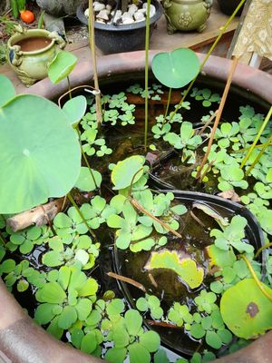 Pond at Tiệm Chay Heye - Hương Vị Đài Loan in Ho Chi Minh City
