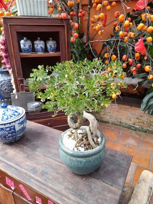 Garden at Tiệm Chay Heye - Hương Vị Đài Loan in Ho Chi Minh City