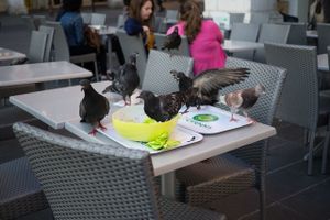 Doves at SO Green in Nice