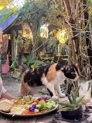 Atmosphere + kitty  at My Home Sal in Koh Phayam