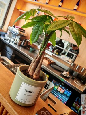 Plants at Maora Restaurant - Batignolles in Paris