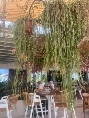   at Noma - Latchi in Paphos