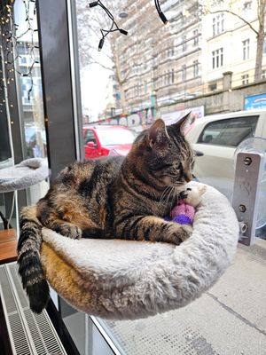  at DAS HOUSE Café & Bar in Vienna