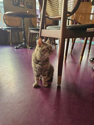  at DAS HOUSE Café & Bar in Vienna