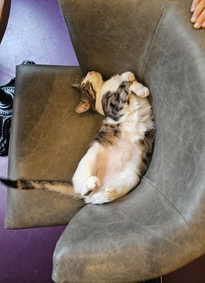  at DAS HOUSE Café & Bar in Vienna