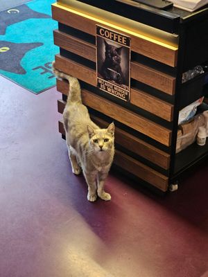  at DAS HOUSE Café & Bar in Vienna