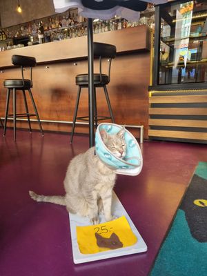  at DAS HOUSE Café & Bar in Vienna