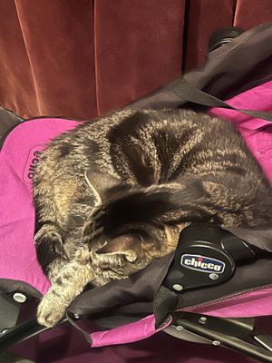   at DAS HOUSE Café & Bar in Vienna