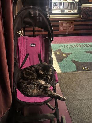   at DAS HOUSE Café & Bar in Vienna