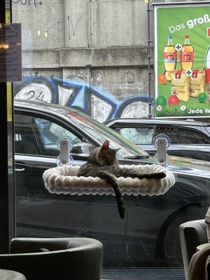 kitty  at DAS HOUSE Café & Bar in Vienna