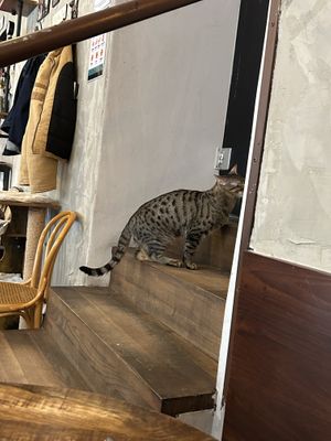 kitty  at DAS HOUSE Café & Bar in Vienna