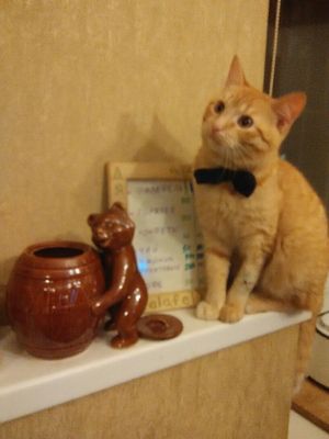 This is the famous cat Shmidt! at RAnDOM - Dyadya Fadi in St Petersburg