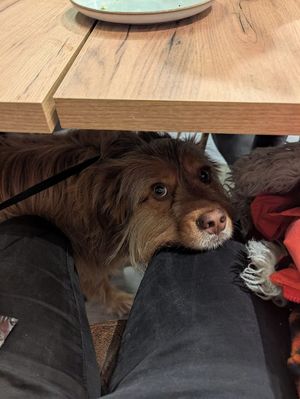  at Oh My Vegan in Madrid