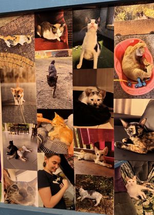 Rescue cats!  at Pawsitive Vibes in Kuching