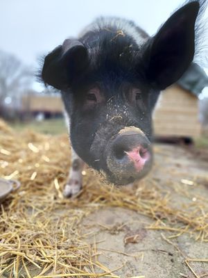 Saar Varken. Gered van de slacht. at Sanctuary het Wijland in Darp