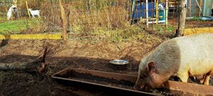  at Sanctuary het Wijland in Darp