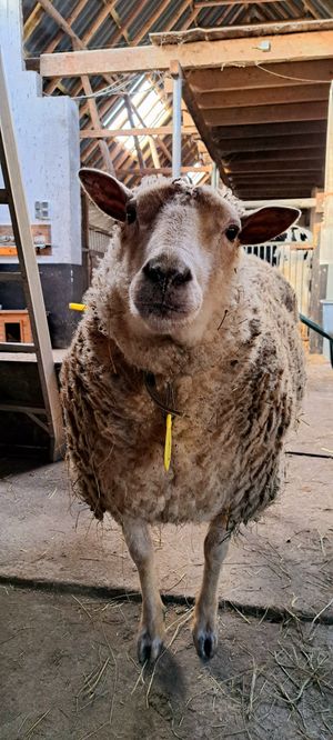  at Sanctuary het Wijland in Darp