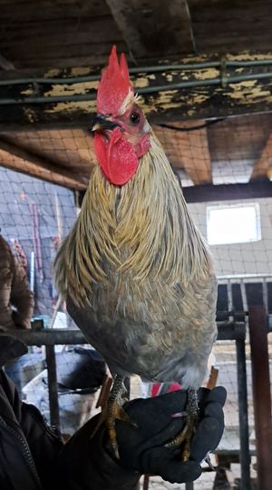  at Sanctuary het Wijland in Darp