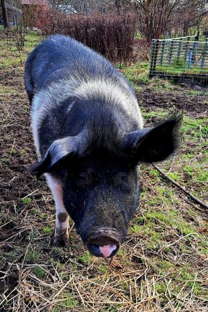  at Sanctuary het Wijland in Darp