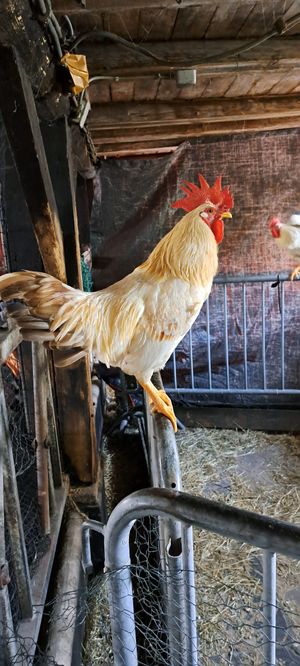  at Sanctuary het Wijland in Darp