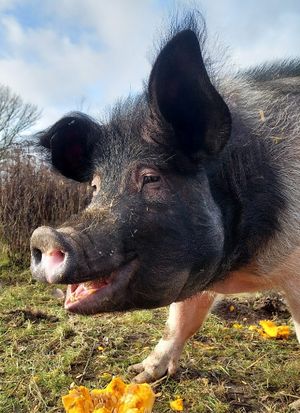 Saar with a pumpkin at Sanctuary het Wijland in Darp