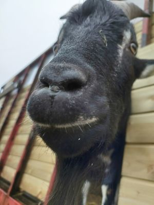 Melchior at Sanctuary het Wijland in Darp