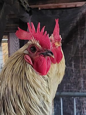 Amaris and Luther at Sanctuary het Wijland in Darp