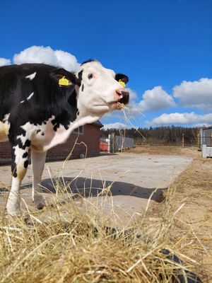 Evie at Sanctuary het Wijland in Darp