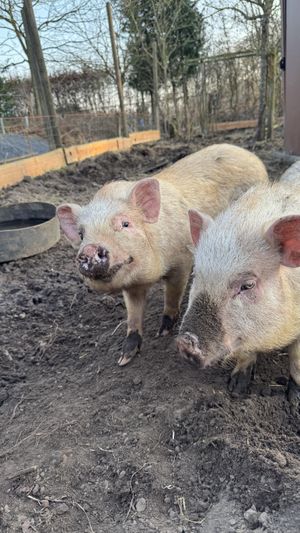   at Sanctuary het Wijland in Darp